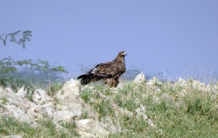 Jedini preostali par orlova krstaša dobio dva nova mladunca, uskoro će poleteti