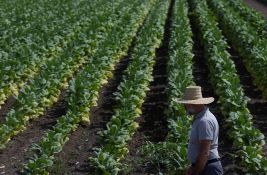 Evo kako je protekla ova sezona za proizvođače duvana: Rekordan prinos virdžinije, stabilnost, velika ulaganja