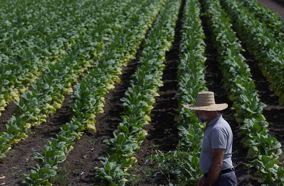 Evo kako je protekla ova sezona za proizvođače duvana: Rekordan prinos virdžinije, stabilnost, velika ulaganja