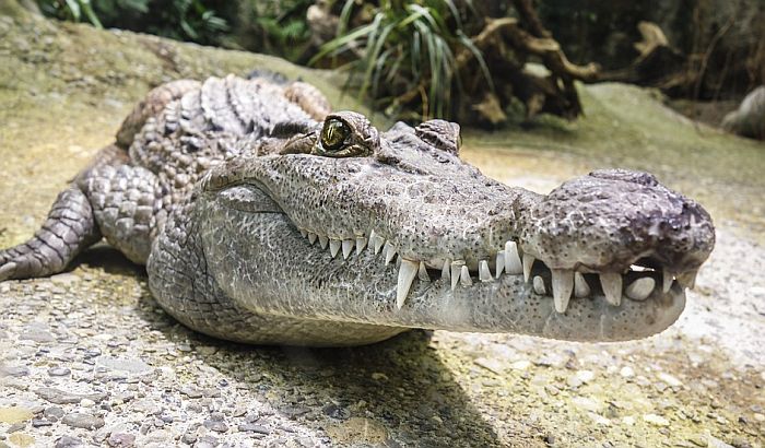 Nakon poplava, Kvinslendu prete krokodili