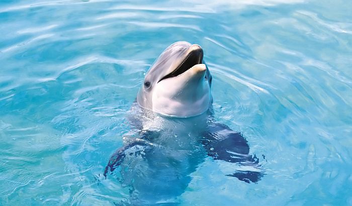 Počeo lov na delfine u Japanu