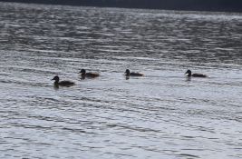 Pred Novosađanima nekoliko sunčanih dana