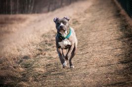 Krivična prijava protiv Nišlijke čiji je staford napao ženu, njenog psa i mladića