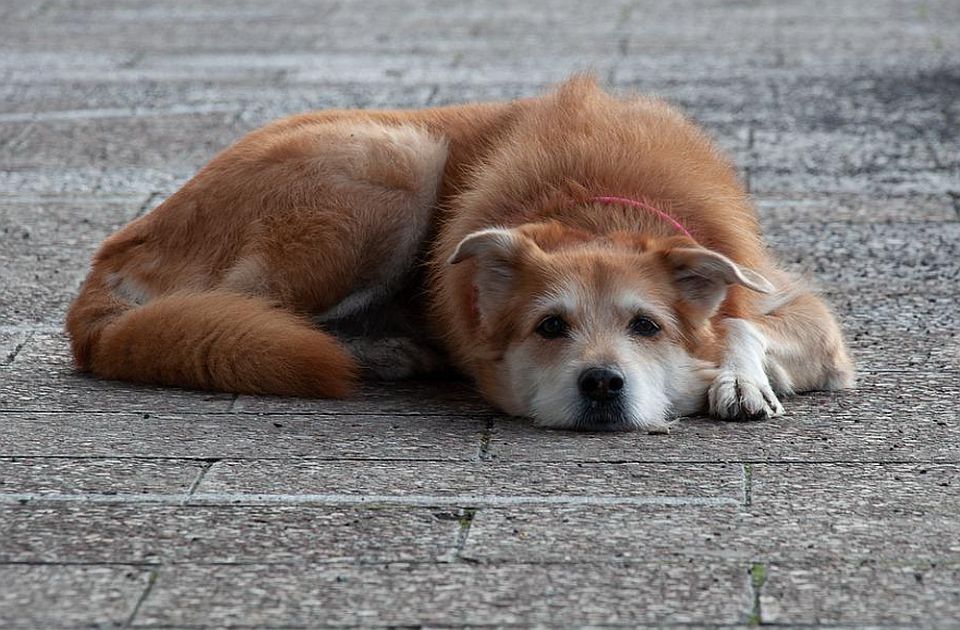 PSG: Tokom noći ubijali pse lutalice po Smederevskoj Palanci
