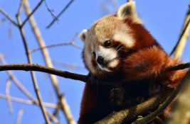 Pronađena crvena panda koja je nestala iz zoo vrta u Nemačkoj