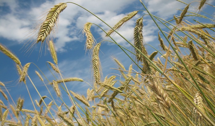 Cena pšenice porasla zbog stvaranja zaliha brašna