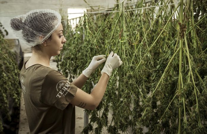 Postignut dogovor o legalizaciji marihuane u Njujorku