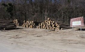 Danas se obeležava Svetski dan šuma - skoro polovina šumskog fonda nestala zbog čoveka