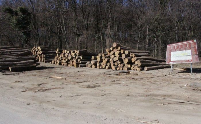 Danas se obeležava Svetski dan šuma - skoro polovina šumskog fonda nestala zbog čoveka