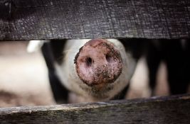 Afrička kuga desetkovala svinjski fond u Srbiji: Cene mesa astronomske