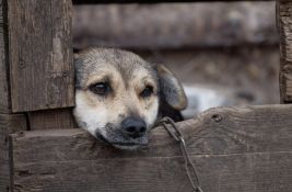 U Sloveniji zabranjeno držanje pasa na lancu