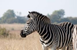 Ako ljudi jašu konje, zašto to nije slučaj i sa zebrama? 