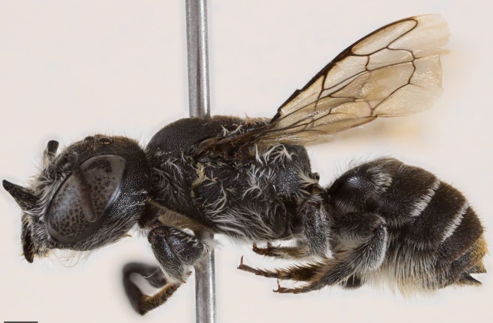 Pčela "Lucifer" sa rogovima poput đavolskih otkrivena u Australiji