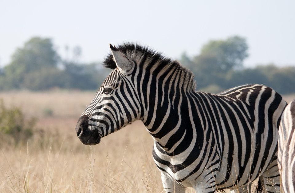 Ako ljudi jašu konje, zašto to nije slučaj i sa zebrama? 