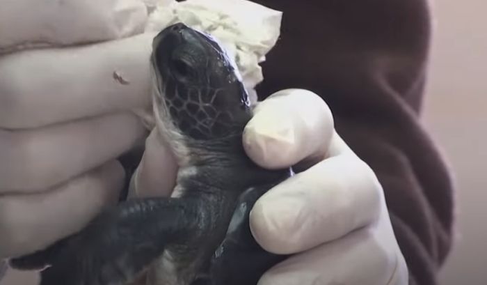 VIDEO: Uz pomoć majoneza spasavaju kornjače ugrožene izlivanjem nafte 