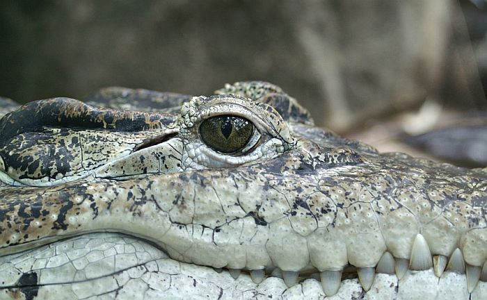 VIDEO: Baka tri godine planirala i na kraju ubila aligatora iz osvete