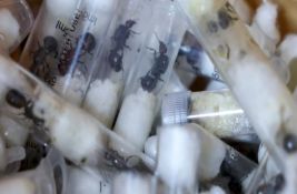 Kinezu godinu dana zatvora za šverc 2.200 mrava 