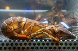 Nova studija potvrdila: Jastozi osećaju bol