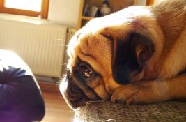Studija: Vlasnici pasa često ne primete suptilne znake da njihov ljubimac trpi bol