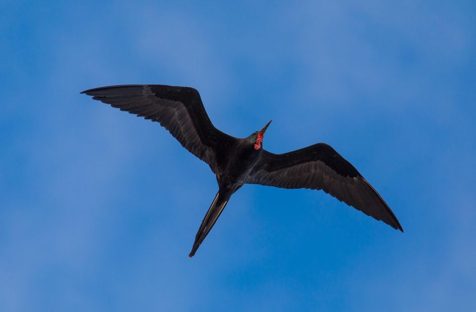 Jedna vrsta ptica može da spava dok leti - i to na veoma zanimljiv način