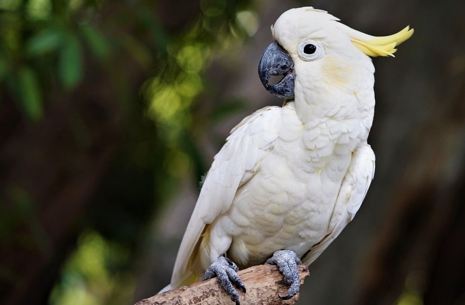 VIDEO Zašto papige plešu: Nauka ima zanimljiv odgovor