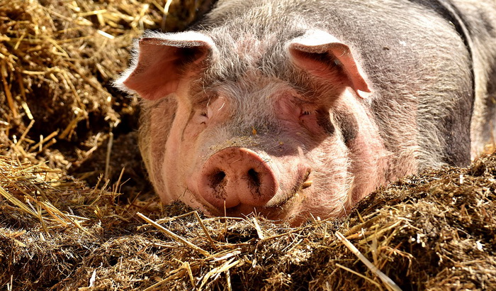 Srbija obeštetila gubitke stočarima zbog svinjske kuge