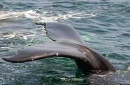 Uginulo izgubljeno mladunče kita ubice koje je uzalud tražilo svoju mamu