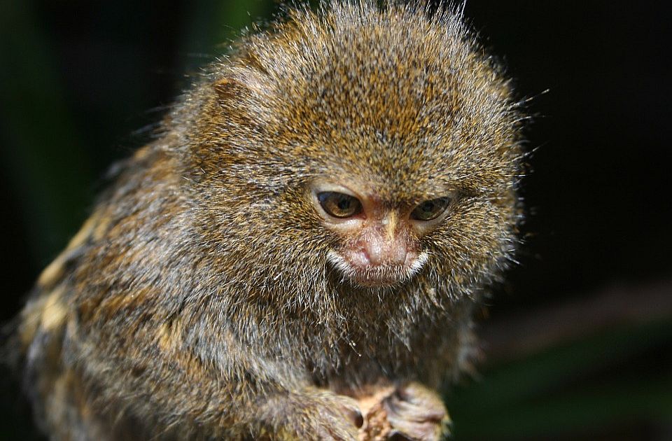 Naučnici utvrdili da postoje dve vrste najmanjih majmuna na svetu