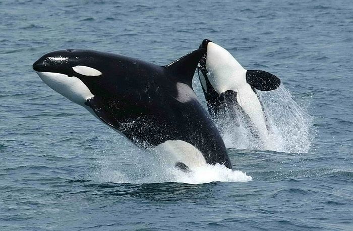 U delu španske obale zabranjena plovidba zbog napada orki