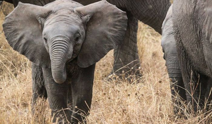 Ubili zaštićenu vrstu slona i momentalno kažnjeni