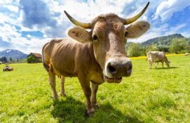 VIDEO: Švajcarci danas referendumom odlučuju o subvencijama za one koji čuvaju krave s rogovima 