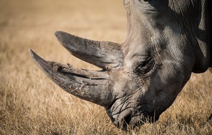Aukcija predmeta od rogova nosoroga otkazana zbog protesta javnosti