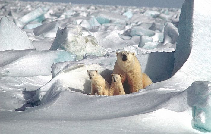 Sporo zamrzavanje Arktika povećava rizik od izumiranja polarnih medveda