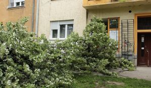 FOTO: Obrušilo se stablo u Maksima Gorkog, polupan izlog i prozor zgrade