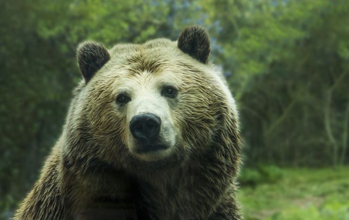 VIDEO: Zamalo nastradao jer je uznemiravao medveda
