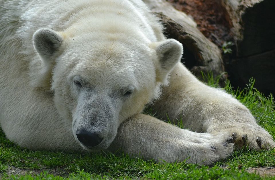 Ove godine manje gladnih polarnih medveda u ruskim selima