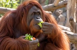 Orangutani više vole hranu koju povezuju sa smehom