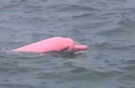 VIDEO: Redak ružičasti delfin primećen kod obale Omana