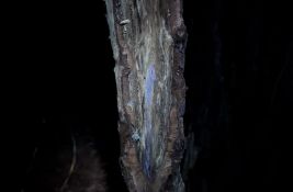 VIDEO: Jeleni međusobno komuniciraju pomoću ultraljubičastih signala na drveću