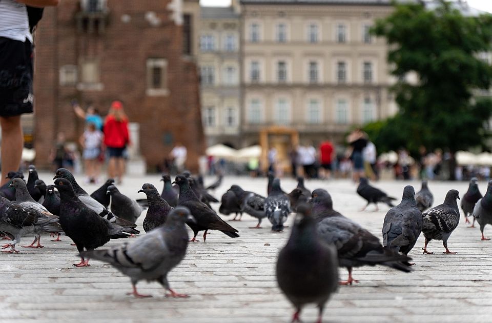 Krakov će gradskim golubovima davati sredstvo za kontracepciju