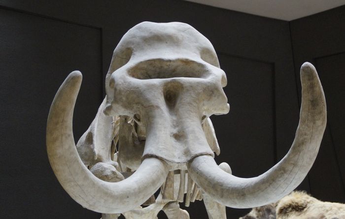 Ukradena kljova mamuta iz naučnog centra na Aljasci