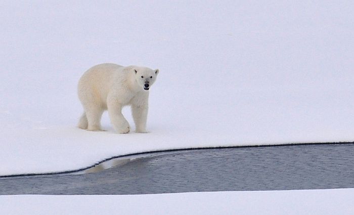 Kažnjen sa 1.300 evra jer je isprepadao polarnog medveda