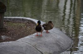 U Novom Sadu danas malo toplije