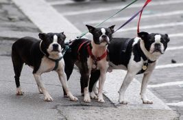 Predložili da se zakonom uvede obaveza da vlasnici minimum tri puta dnevno šetaju svoje pse