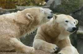 Zoo vrt u Finskoj dobio dve ženke polarnog medveda