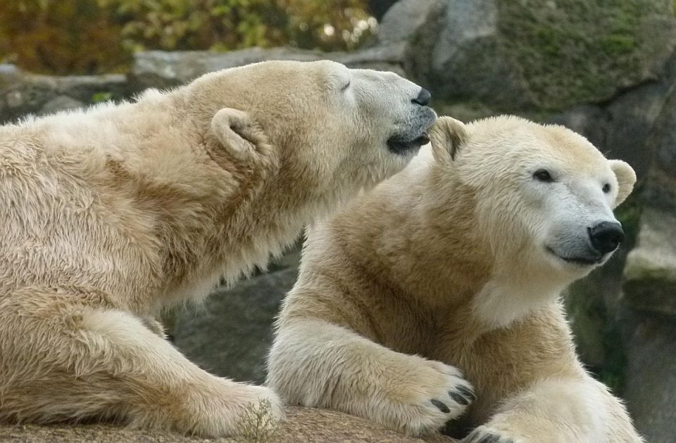 Zoo vrt u Finskoj dobio dve ženke polarnog medveda