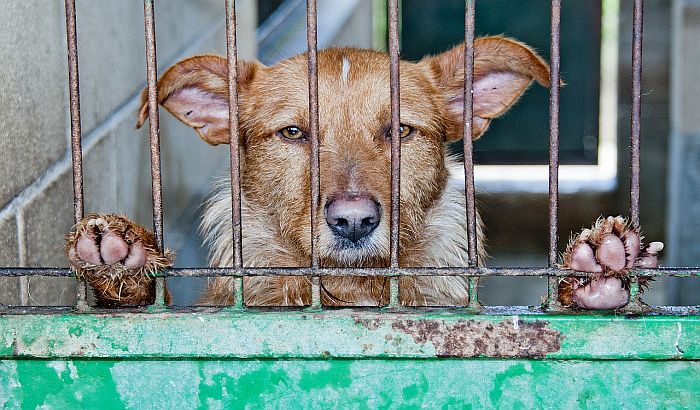 Psi i dalje u opštinskom azilu koji je pre mesec dana zatvoren zbog loših uslova