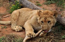 VIDEO: Podneta krivična prijava protiv jutjubera zbog držanja mladunčeta lava