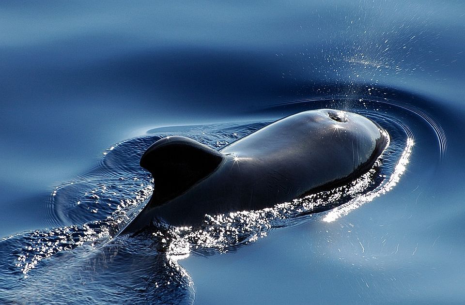 Brodovi tokom plovidbe ubiju 20.000 kitova godišnje