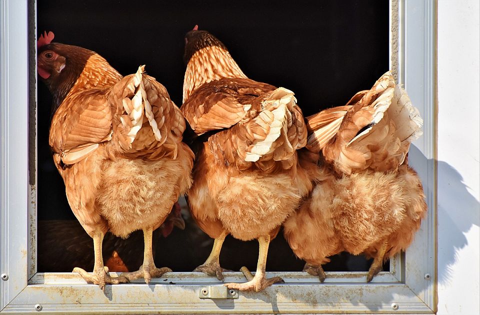 Češka uništava 750 hiljada kokošaka zbog žarišta ptičjeg gripa